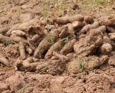 Produits pour l'agriculture